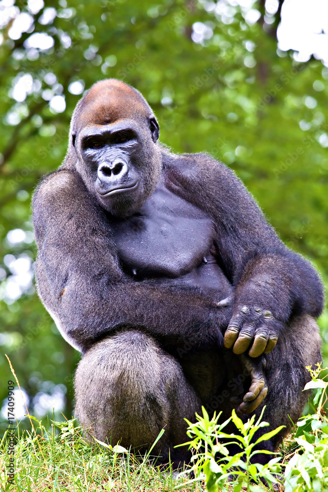 close-up of a big male gorilla