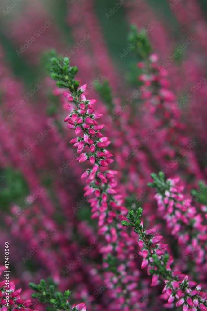 Obraz premium Heideblüte