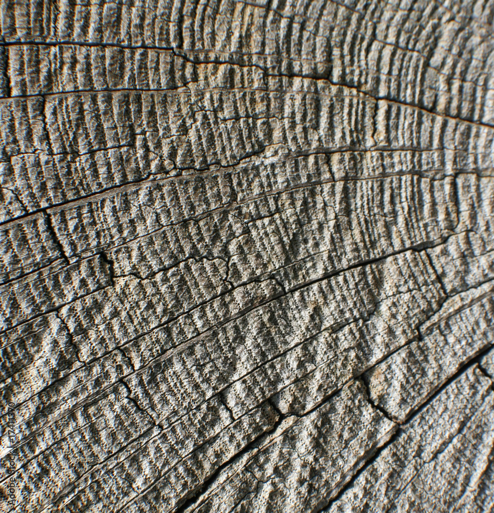 Fototapeta premium wood