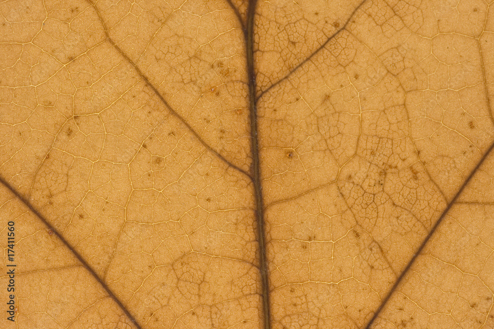 Obraz premium Leaf texture close up