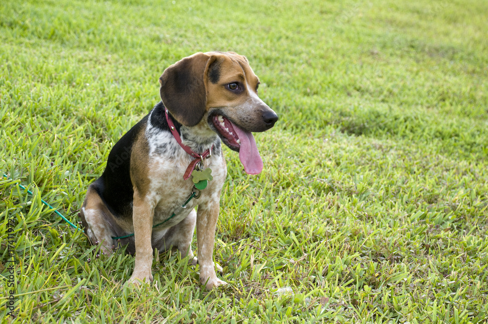 Cute Beagle Sitting on the Grass Cute Beagle Sitting on the Grass
