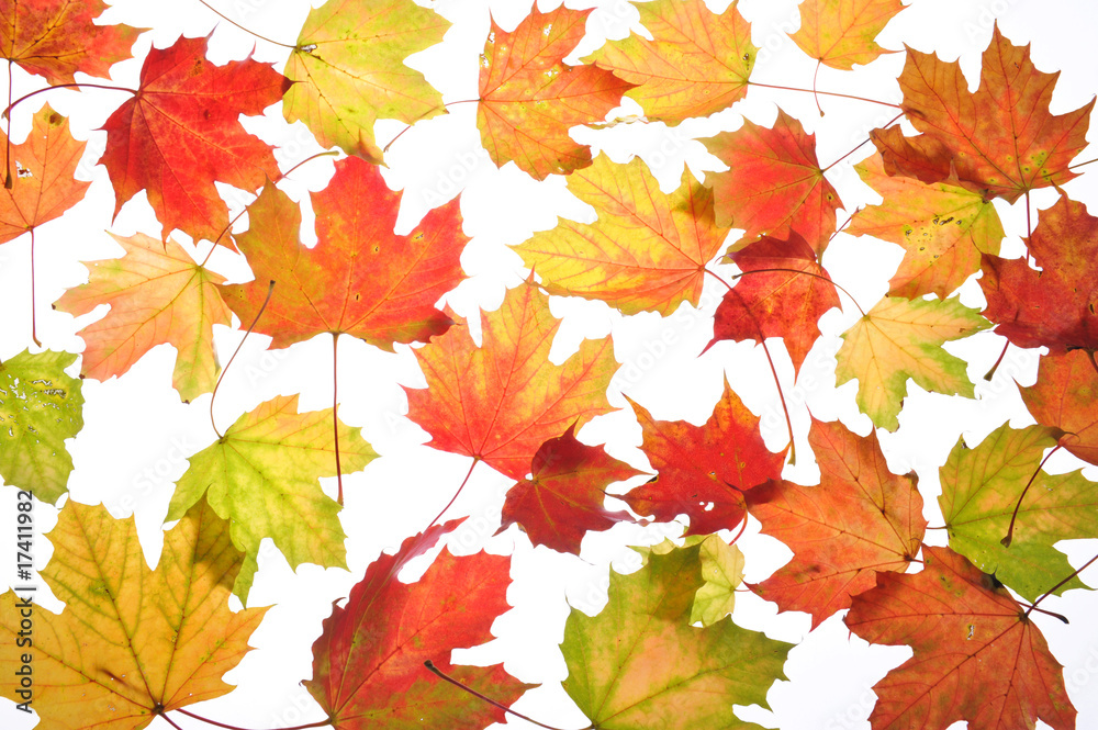 Fototapeta premium herbst
