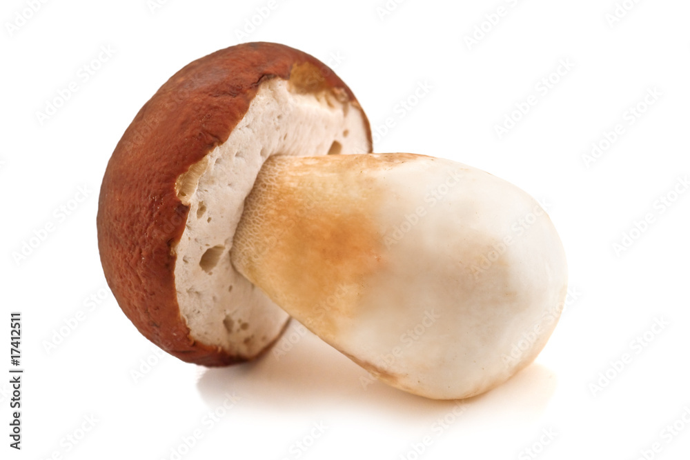 mushroom mushroom