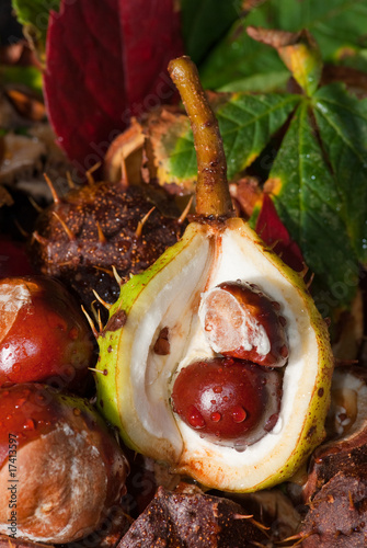 Obraz na płótnie Horse chestnuts in shell