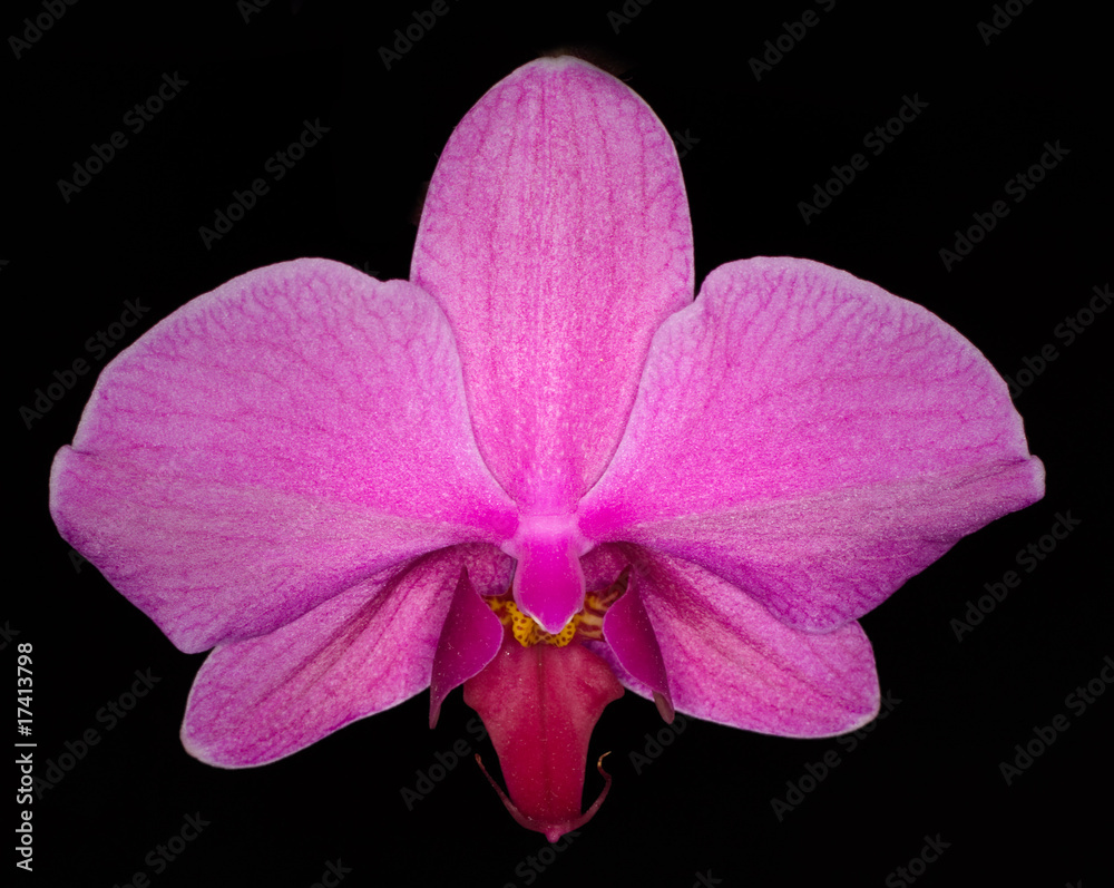 Fototapeta premium Flower