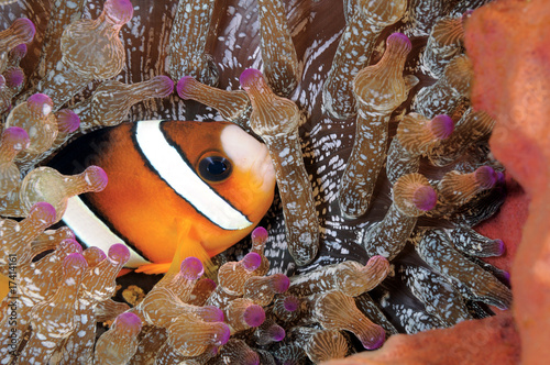 A colorful anemone fish photo