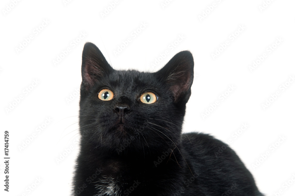 black cat looking up black cat looking up