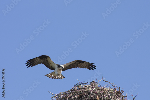 Osprey coming into land