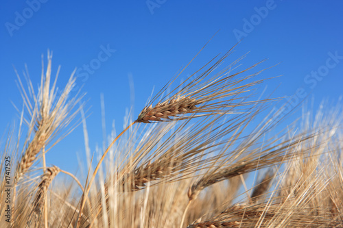 Ähre Weizen gegen blauen Himmel