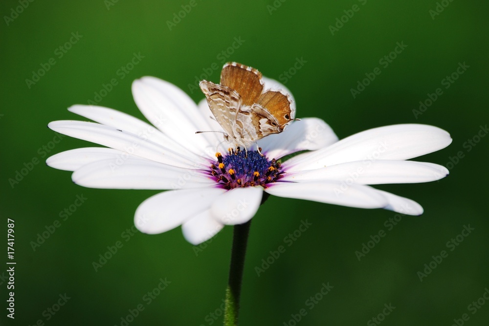 Obraz premium farfalla