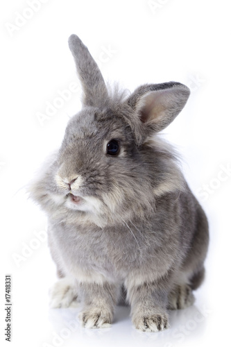 Grey dwarf rabbit