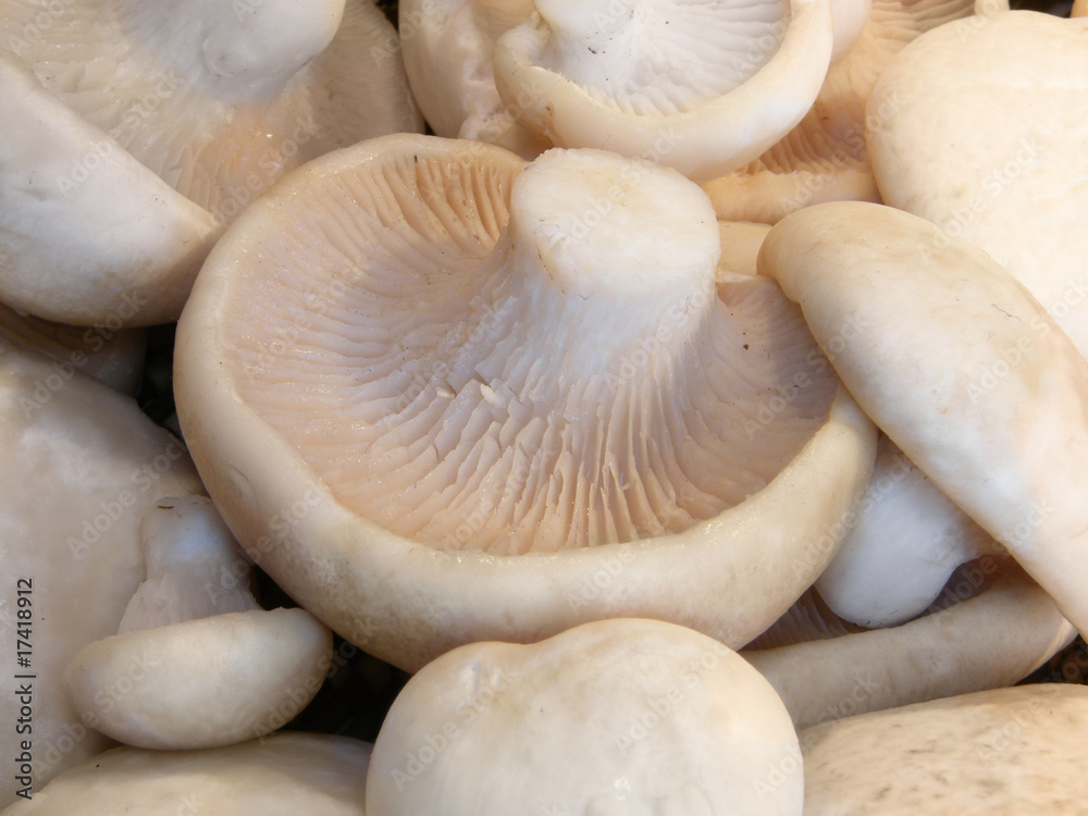 mushroom isolated close-up mushroom isolated close-up