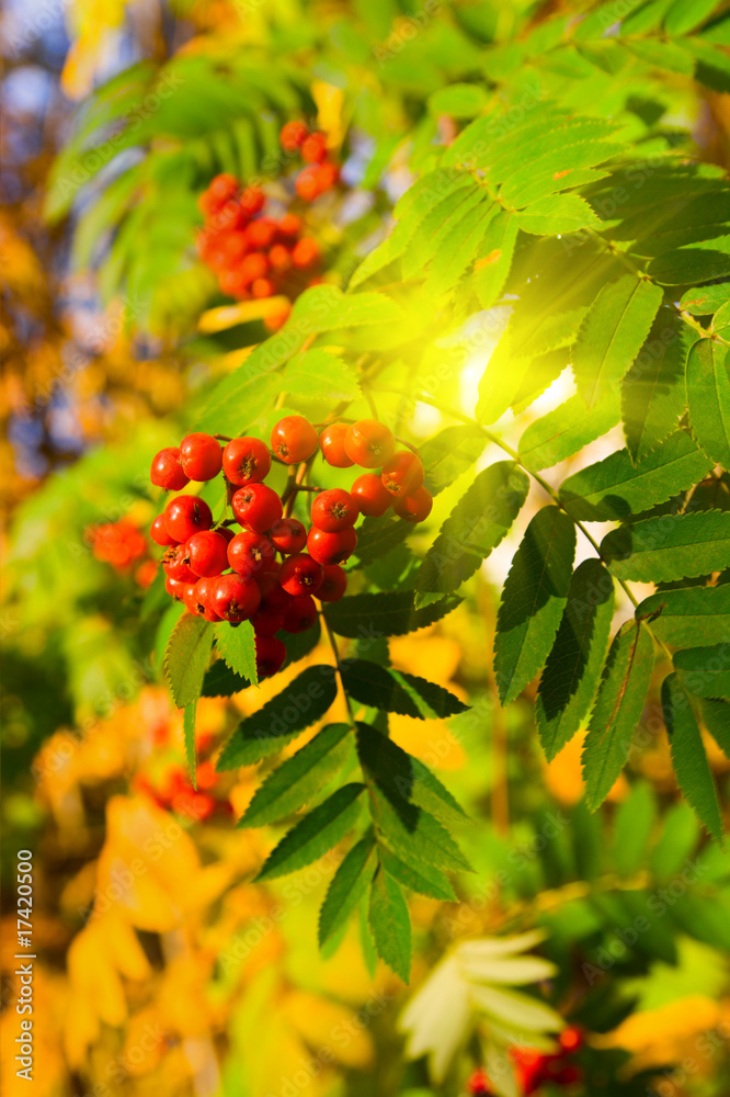 Mountain ash branch Mountain ash branch