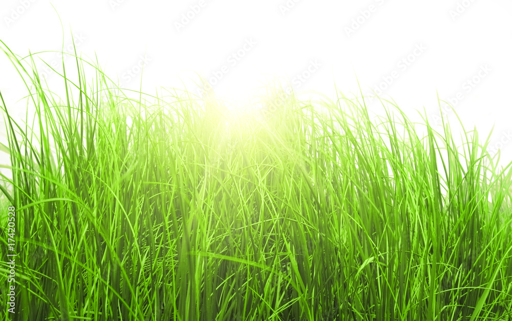 Fototapeta premium Green meadow grass in sunny day