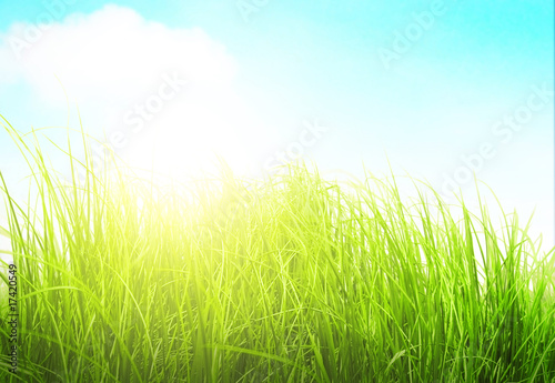 Fototapeta Naklejka Na Ścianę i Meble -  Green meadow grass in sunny day