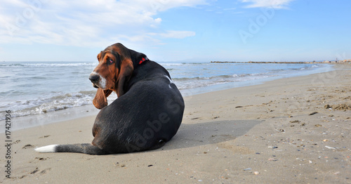 chiot basset triste photo