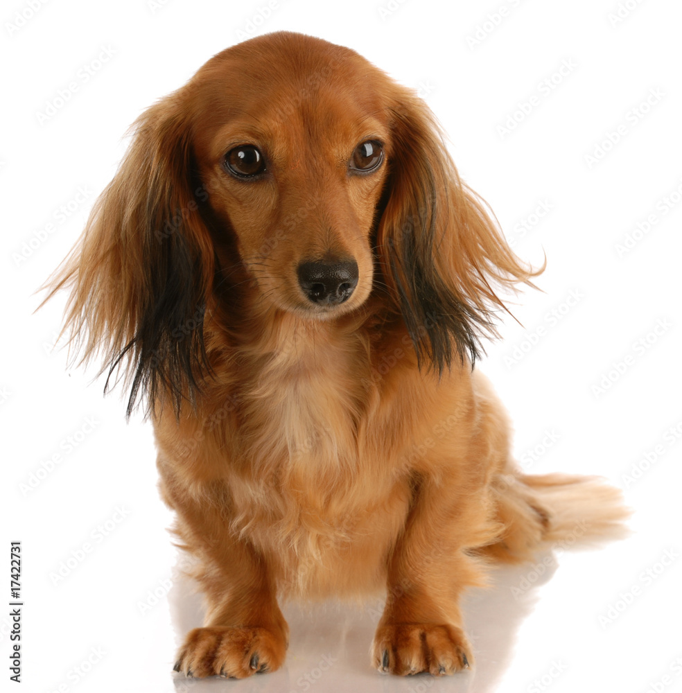 long haired miniature dachshund female sitting