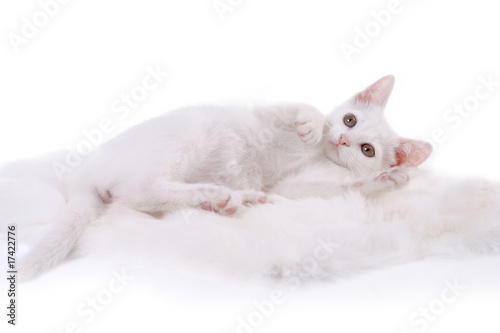 kitten on white fur © yogo