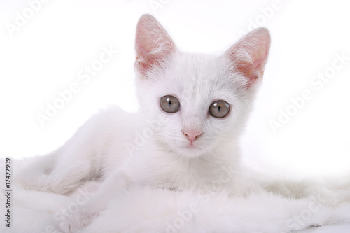 kitten on white fur