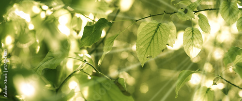 image de feuilles d arbre et rayons du soleil au printemps