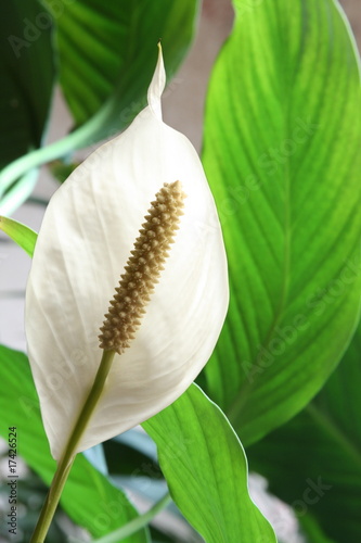 Houseplant - Spathiphyllum floribundum (Peace Lily) photo