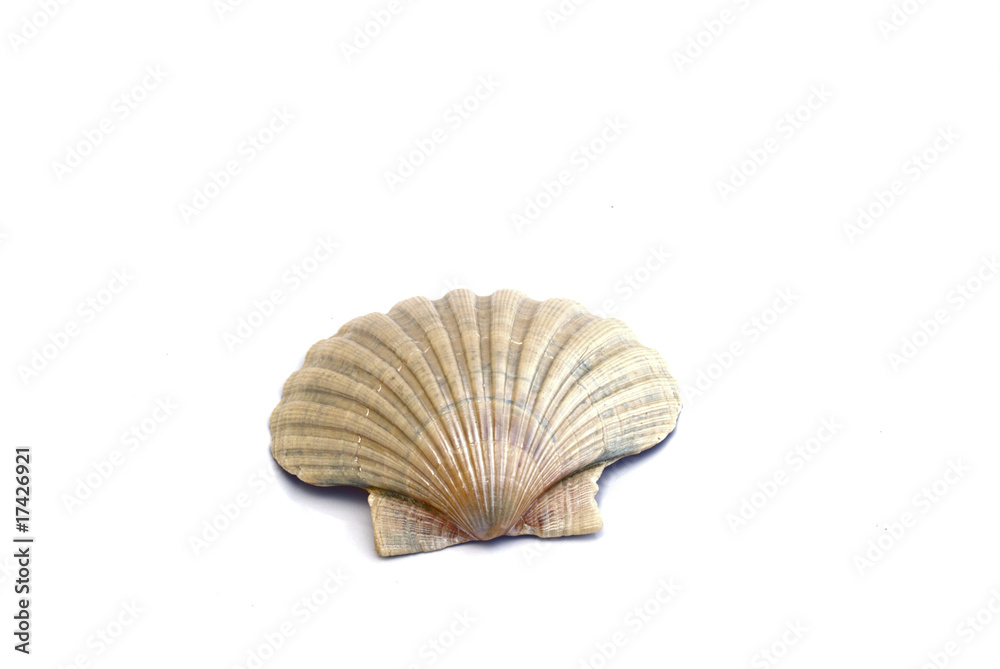 Ocean shell (Saint Jackob's) isolated on white. Ocean shell (Saint Jackob's) isolated on white.