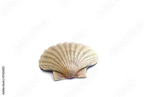Ocean shell (Saint Jackob's) isolated on white.