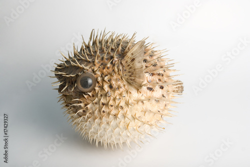 Porcupine fish photo