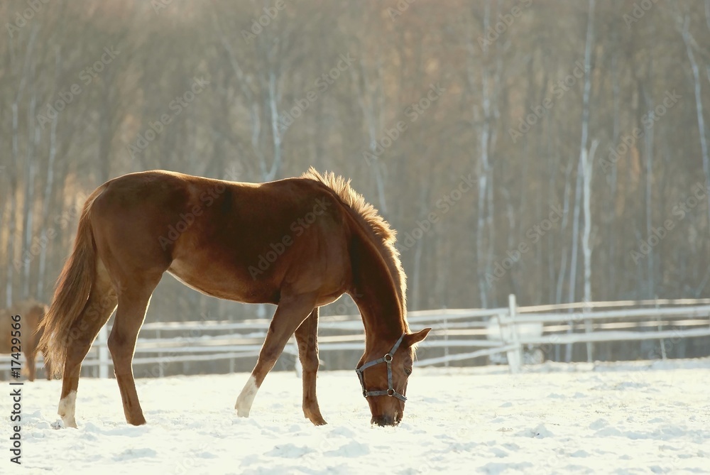 Grazing horse at sunrise in the winter Grazing horse at sunrise in the winter