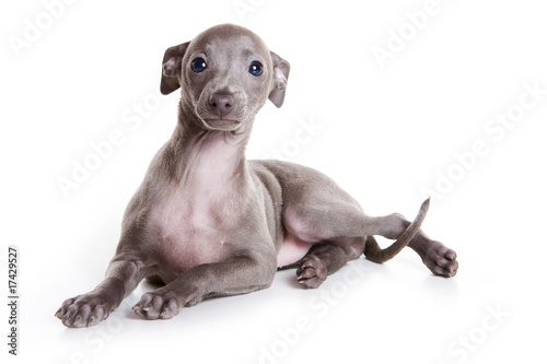 Photographie Italian greyhound puppy on white background