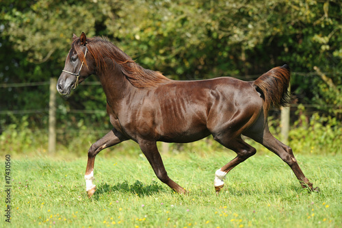 Pferd auf Weide (horse)