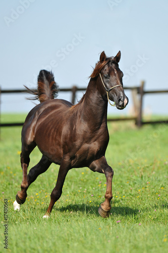 Pferd auf Weide (horse)