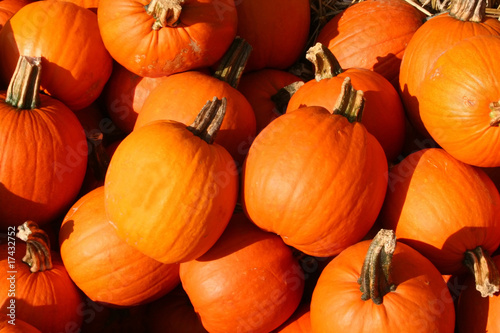 Sugar Pumpkins