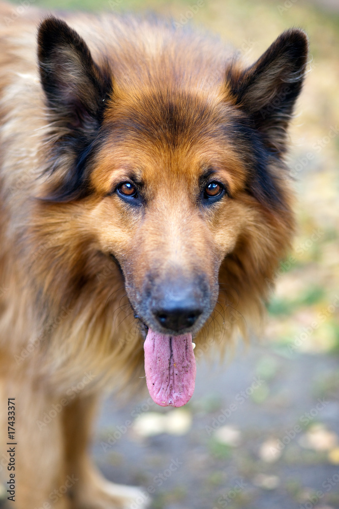 Collie Portrait - Schottischer Schäferhund