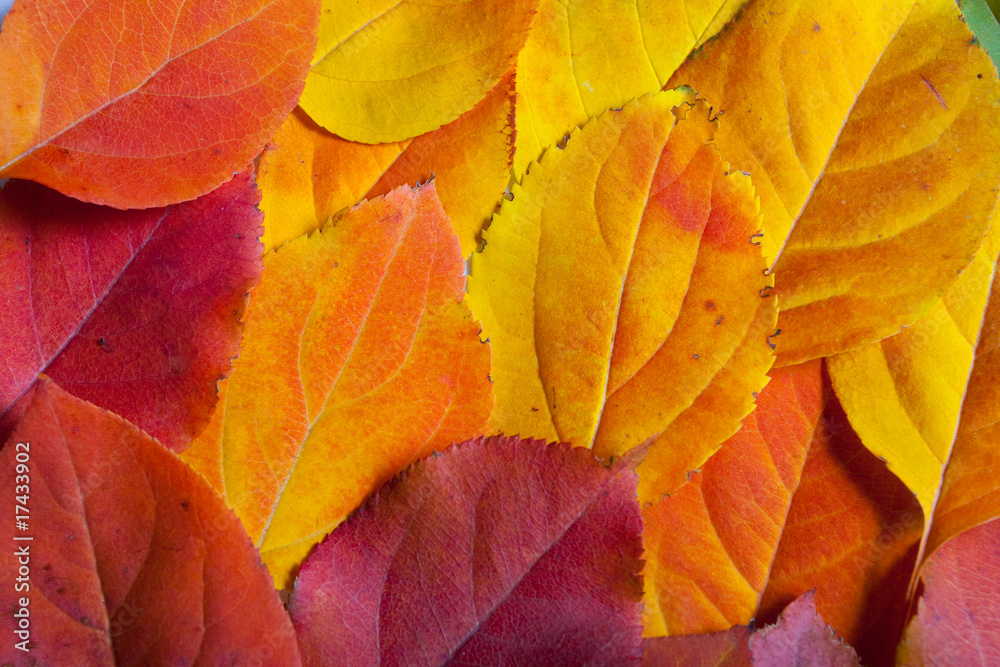 Fototapeta premium Yellow autumn leaves texture background