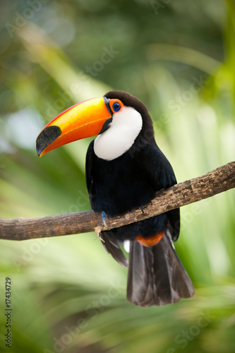 Toco Toucan in deep forest vegetation #17434729
