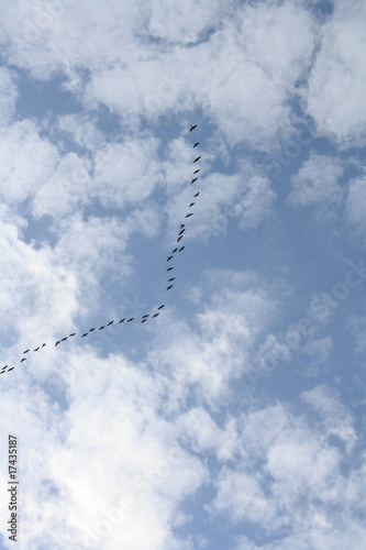 Vögel und Wolken