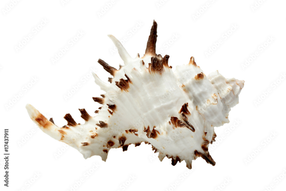 Beautiful seashell isolated over white Beautiful seashell isolated over white