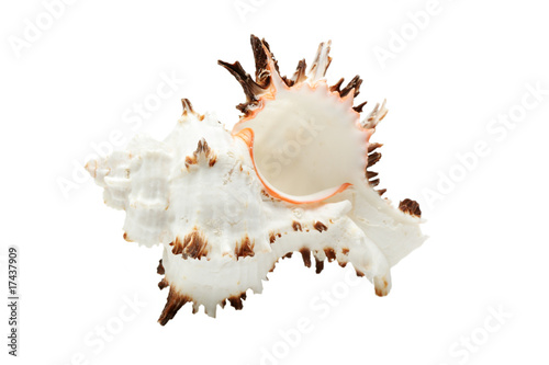 Beautiful seashell isolated over white
