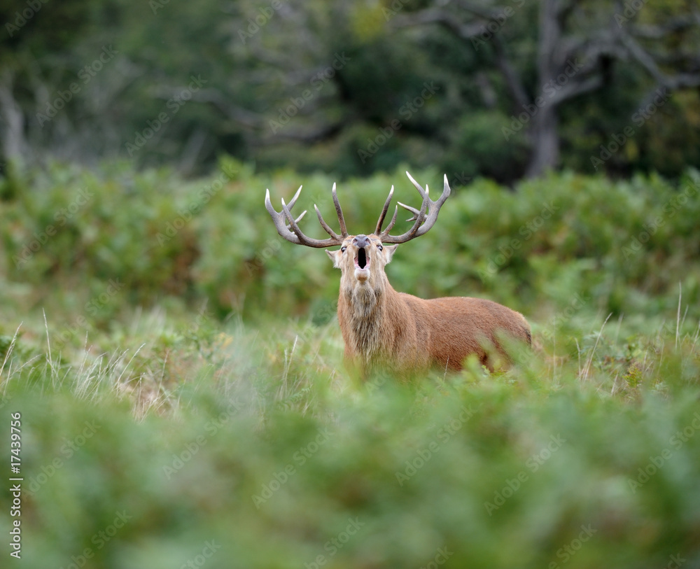 Fototapeta Czerwonego jelenia jelenie huczenie podczas sezonu kolein