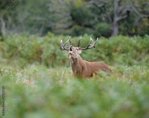 Red deer stag roaring during the rutting season photo