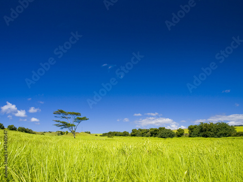 Blue sky and green meadow at Kauai, Hawaii