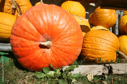 pumpkin farmyard photo