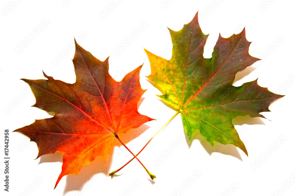 Fototapeta premium maple leaves