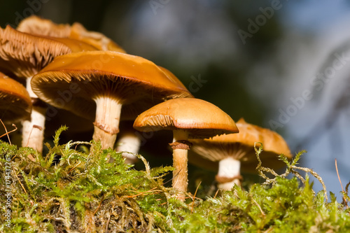 Mushrooms in wood on a stub
