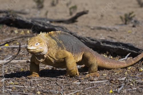 Galapagos Land Iguana  Conolophus subcristatus 