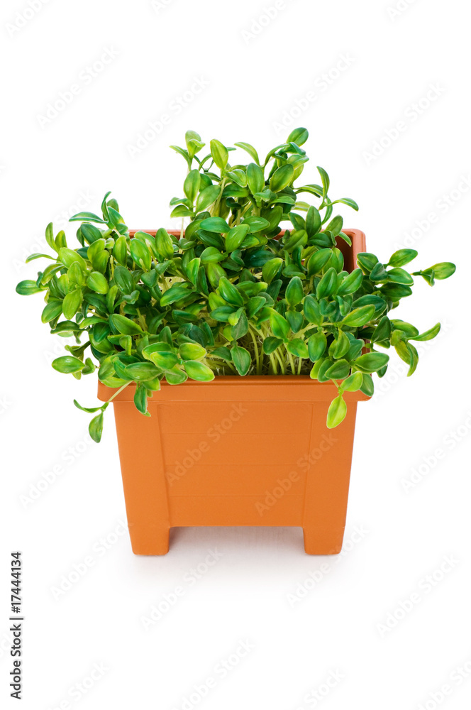 Fototapeta premium Green saplings growing in the clay pot