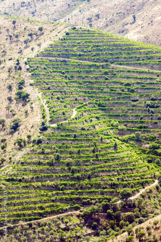 vineyars in Douro Valley  Portugal