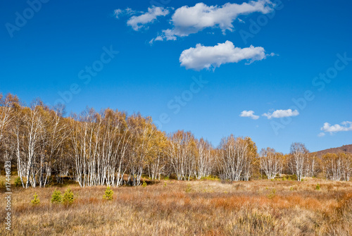 Golden trees and grasses under blue sky