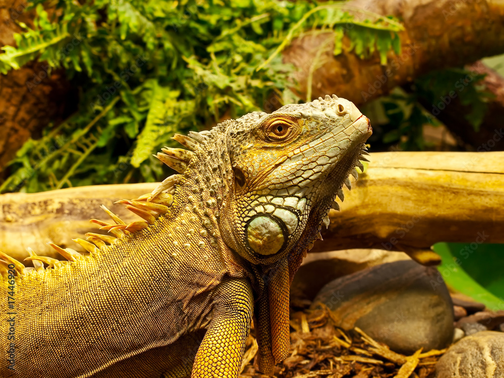 Obraz premium iguana